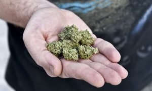 Four of five Danes Support Legalising Medical Cannabis