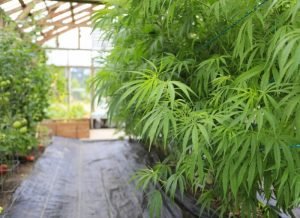 Hemp and Marijuana Constraints Not Dying Fast Enough