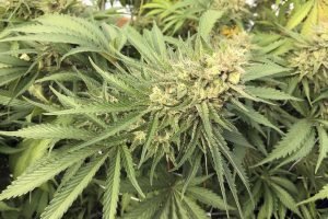 Nevada Marijuana Public Needs Same Treatment for Medical, Recreational Products