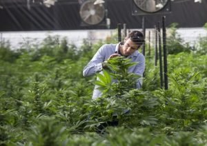 In Pioneering Research, Israeli Researchers Focus on Autism With Cannabis