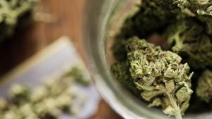 Florida Congress Seek to Guard Medical Mmarijuana Customers in the Workplace