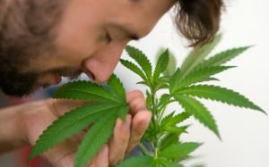5 Things you can study from just smelling your cannabis