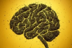 New Research Will Evaluate Marijuana's Impact on Young Brains