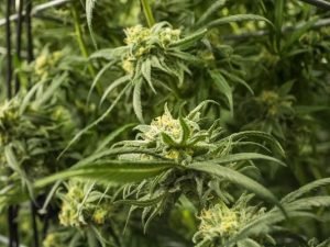 Phoenix City Council Destroys Medicinal Marijuana Tax